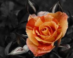 Tapeta Nature Flowers 094.jpg